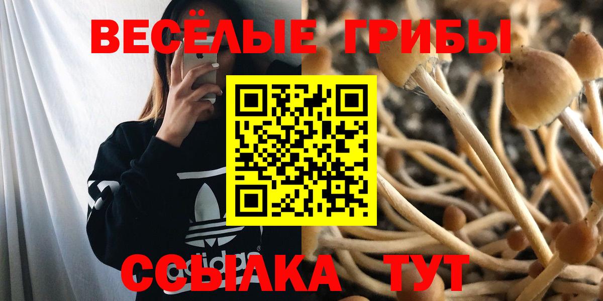 Кемерово  Галлюциногенные грибы GOLDEN TEACHER  Вход с VPN  Галлюциногенные грибы Psilocybe 